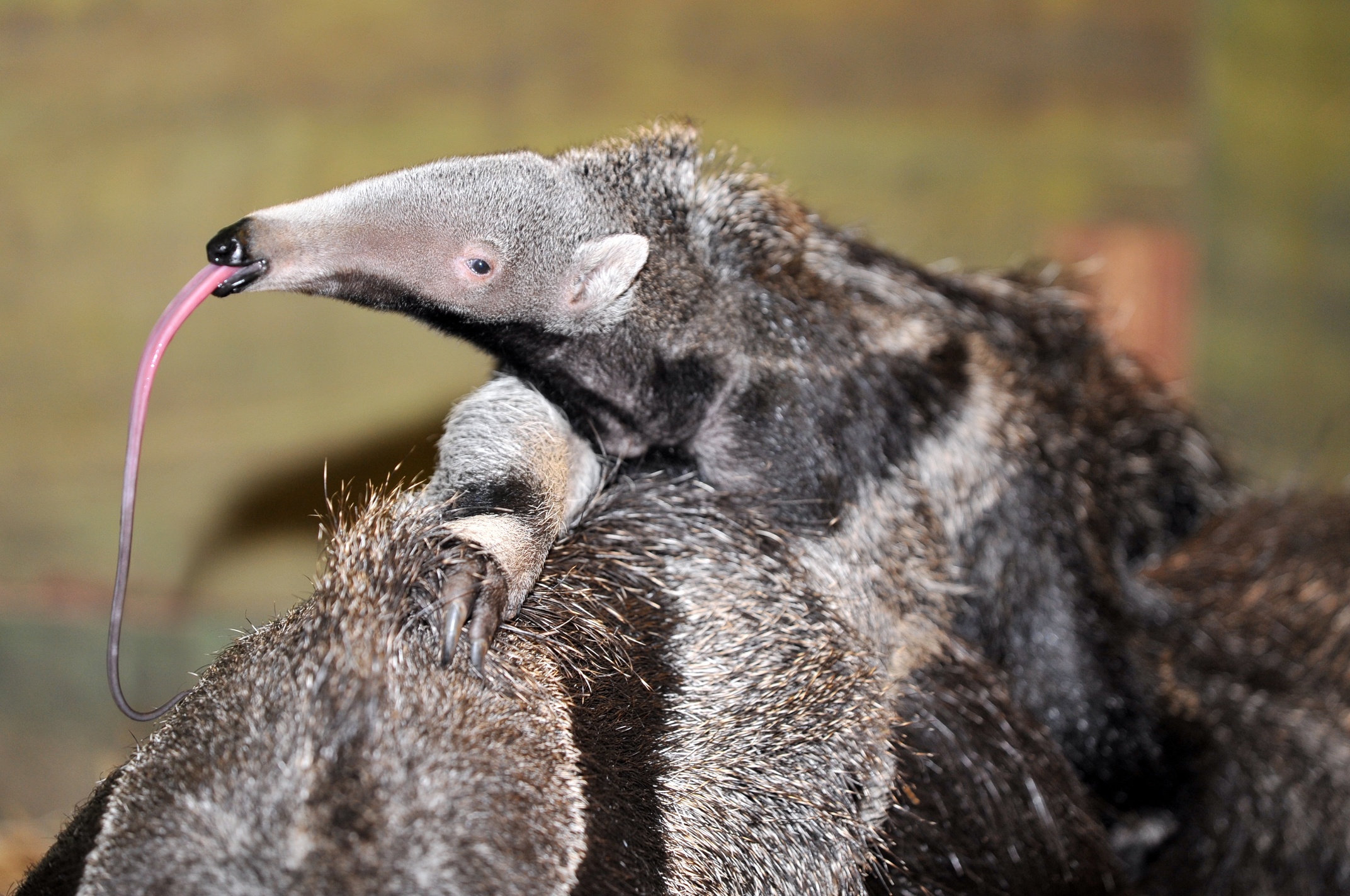 baby-anteater1.jpg