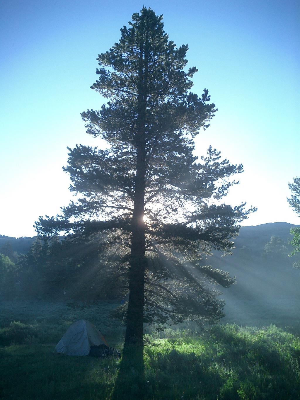 pine-tree.jpg