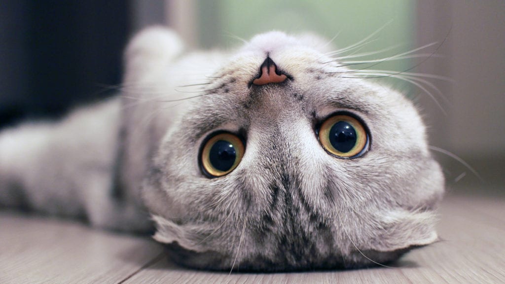 11 Weird Cat Behaviors (And What They Mean) | BeChewy
