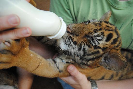 feeding-the-baby-tiger.jpg