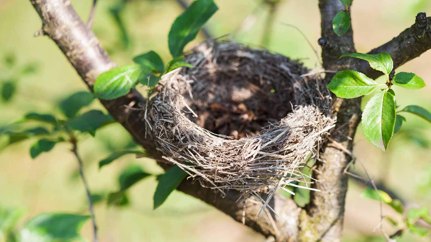How to Get Rid of a Bird's Nest Around Your Home