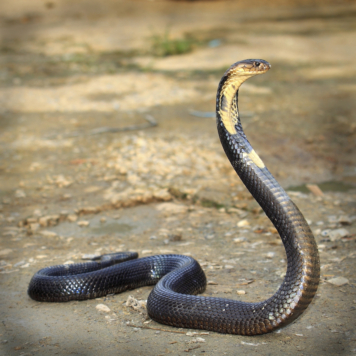 1200-165484029-king-cobra-with-aggression.jpg