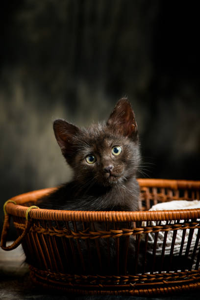 black-cat-in-basket.jpg