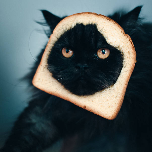 cat-sandwich.jpg