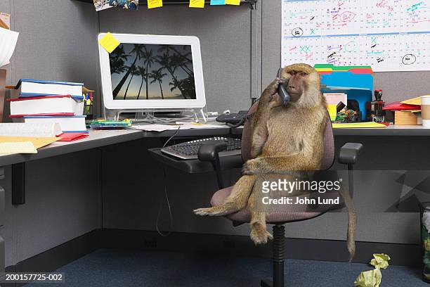 baboon-sitting-at-office-desk-holding-telephone-receiver.jpg