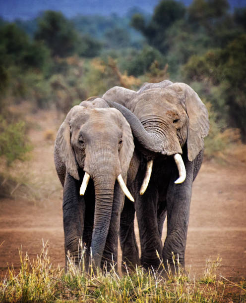 elephant-buddies-in-amboseli-kenya.jpg
