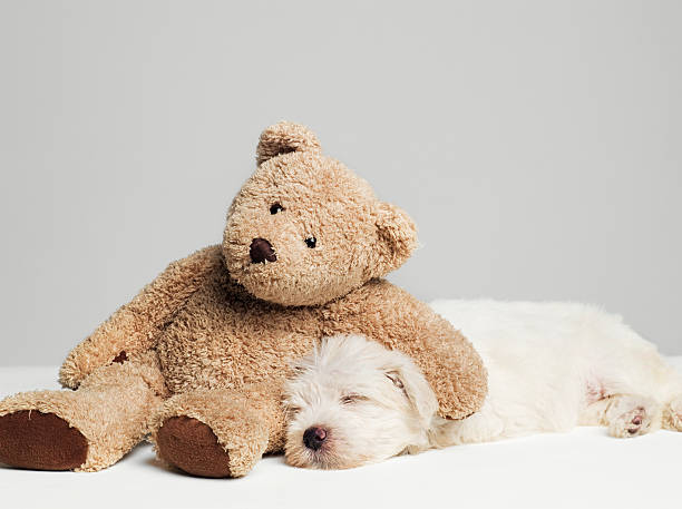 teddy-bear-resting-on-sleeping-west-highland-terrier-puppy-studio-shot.jpg