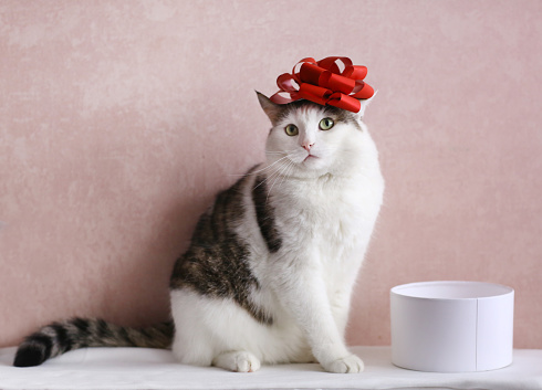 funny-cat-photo-sleeping-in-gift-box-with-red-bow-on-head.jpg