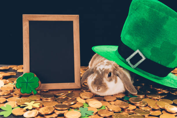 domestic-rabbit-sitting-on-golden-coins-under-green-hat-st-patricks-day-concept.jpg
