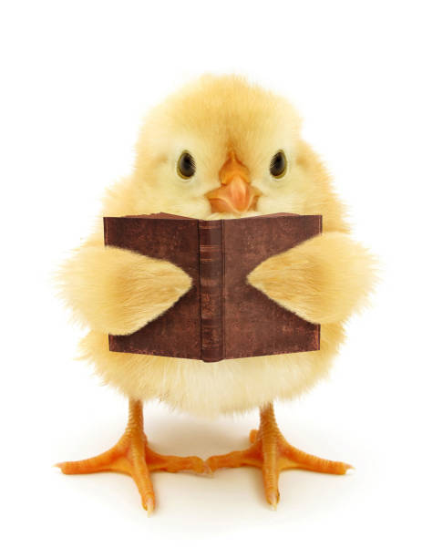 cute-chick-is-reading-book-funny-conceptual-photo-picture-id1303136647