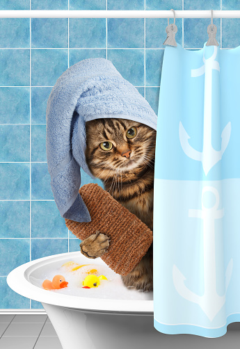 funny-cat-taking-a-bath-picture-id526831494