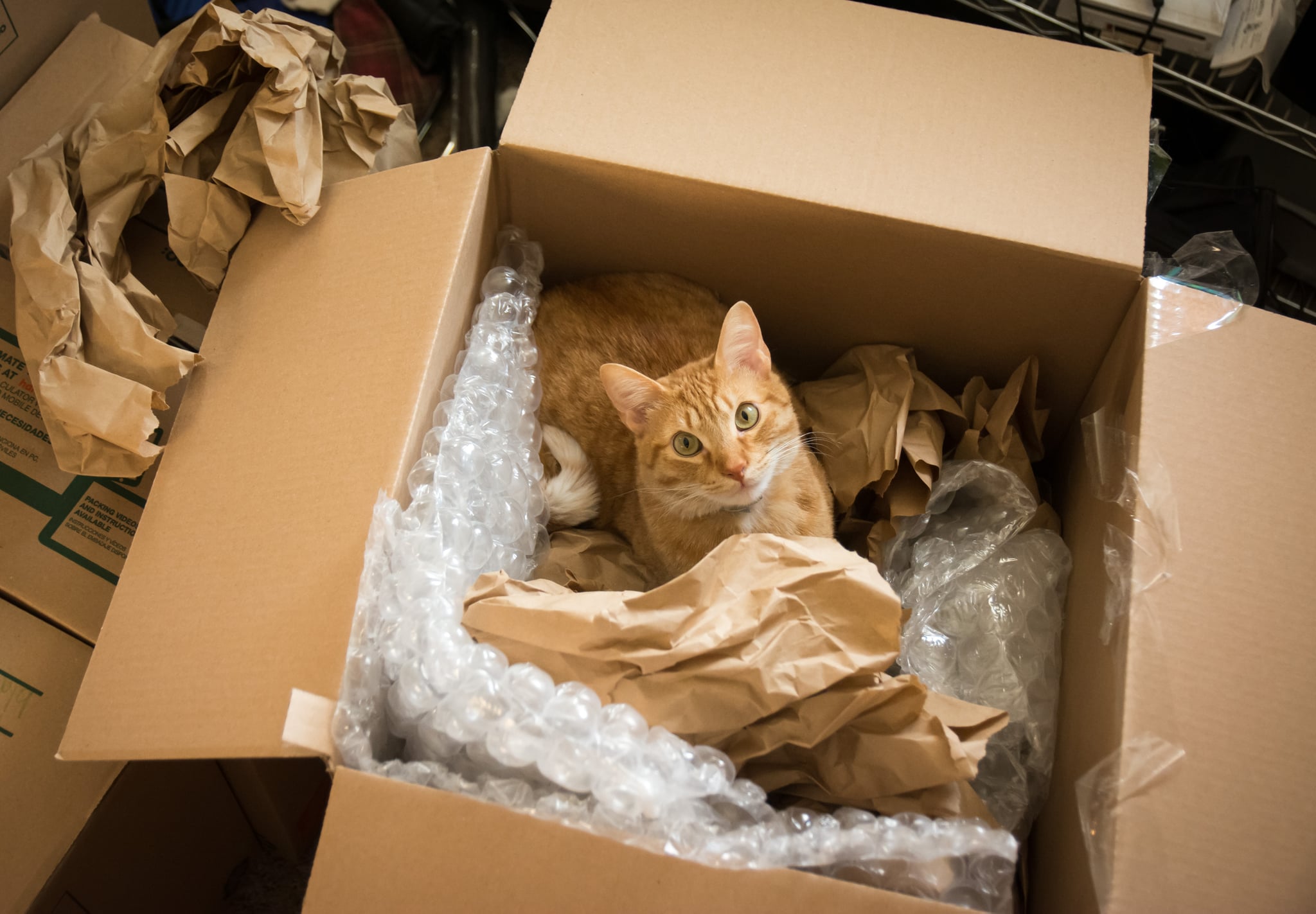 How Does Moving Affect My Cat? | POPSUGAR Pets
