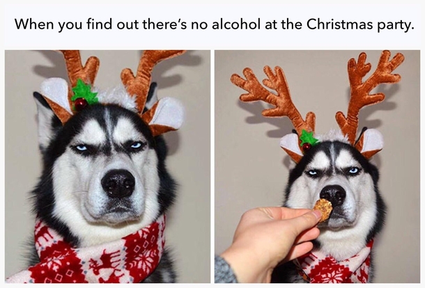 when-you-find-out-theres-no-alcohol-at-the-christmas-party-286801.jpg
