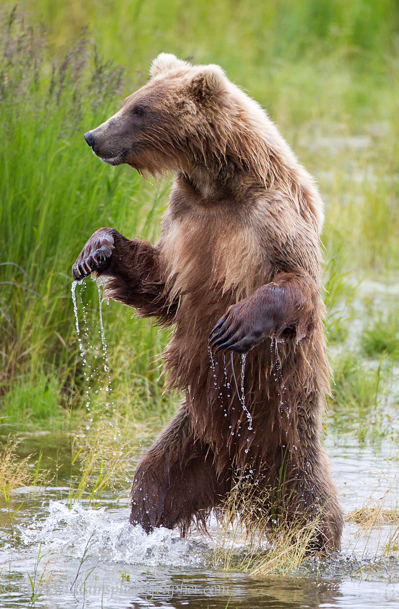 grizzly-bear-standing.jpg