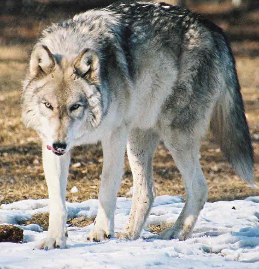 easterntimberwolf.jpg