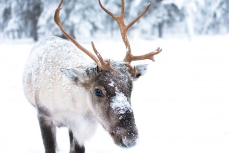 Reindeer-istock-JellisV-821-wpcf_450x300.jpg