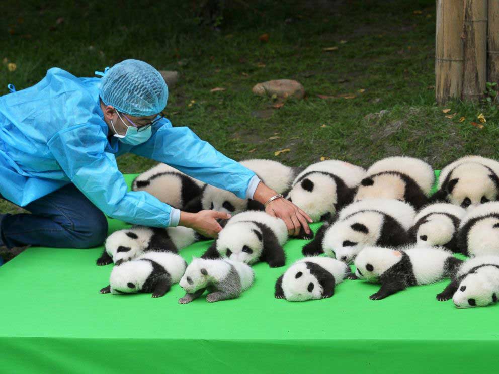 baby-pandas.jpg