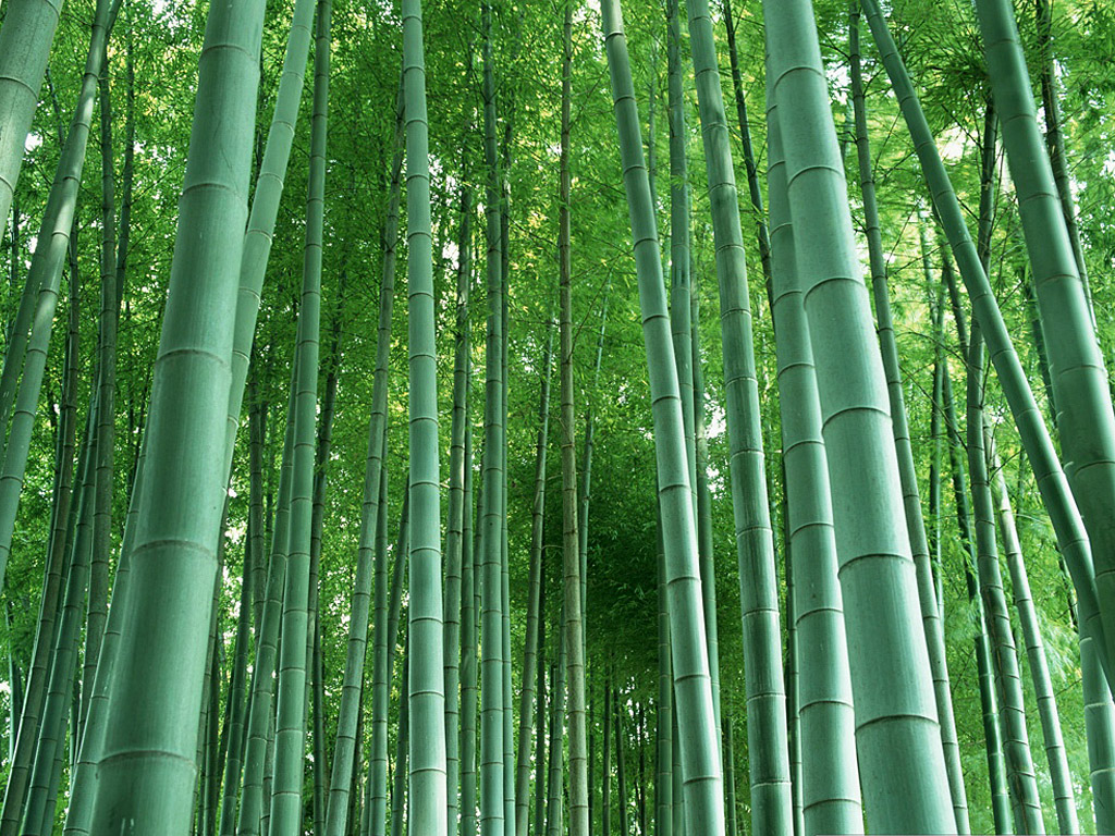 1165842906_1024x768_green-bamboo-forest.jpg