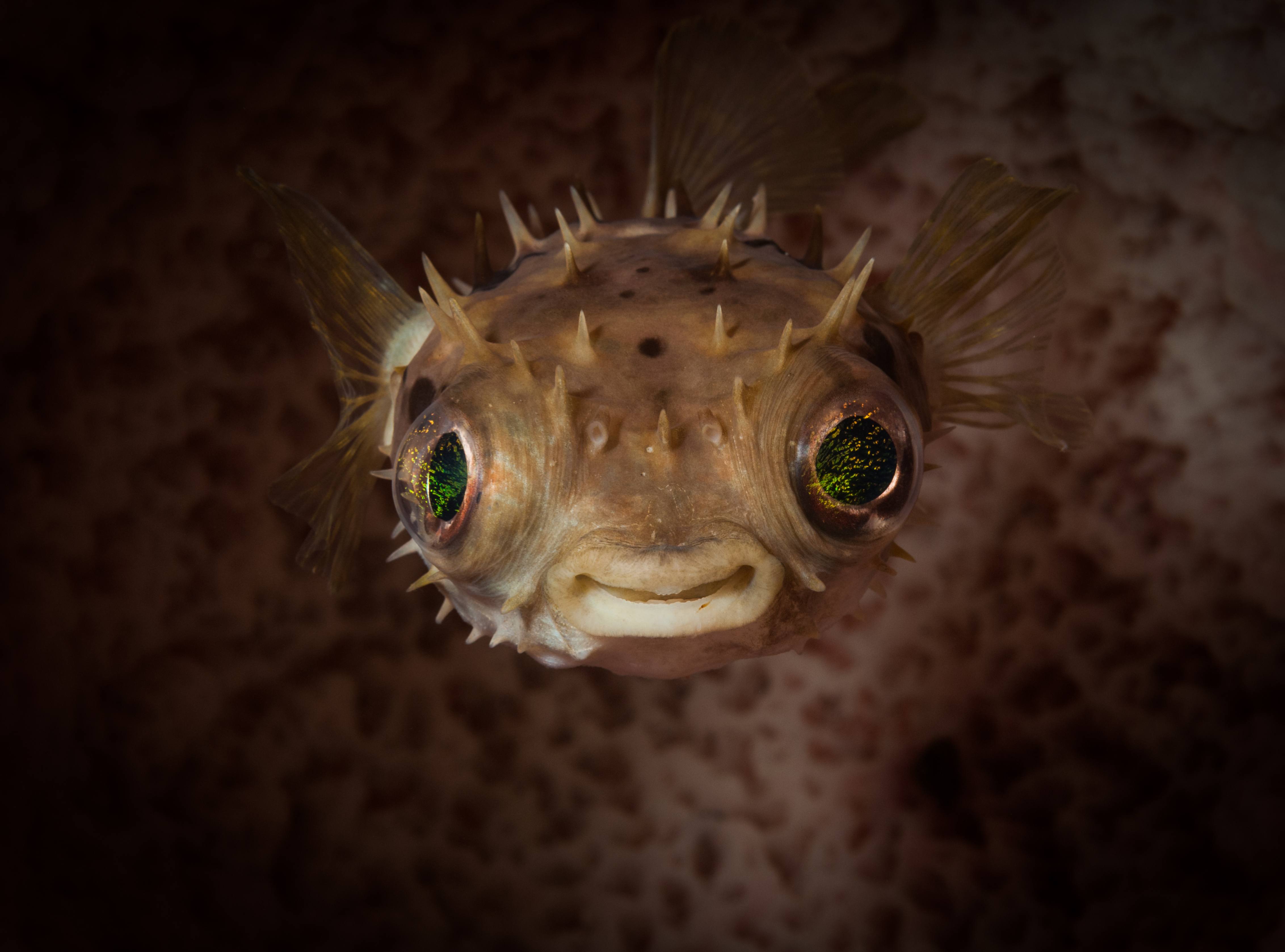 blow-fish-smiling_shutterstock_timsimages.uk_-scaled.jpg