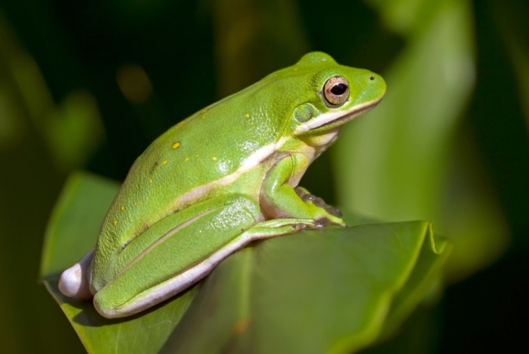 Are Tree Frogs Poisonous to Humans, Cats, or Dogs? | Pet Keen