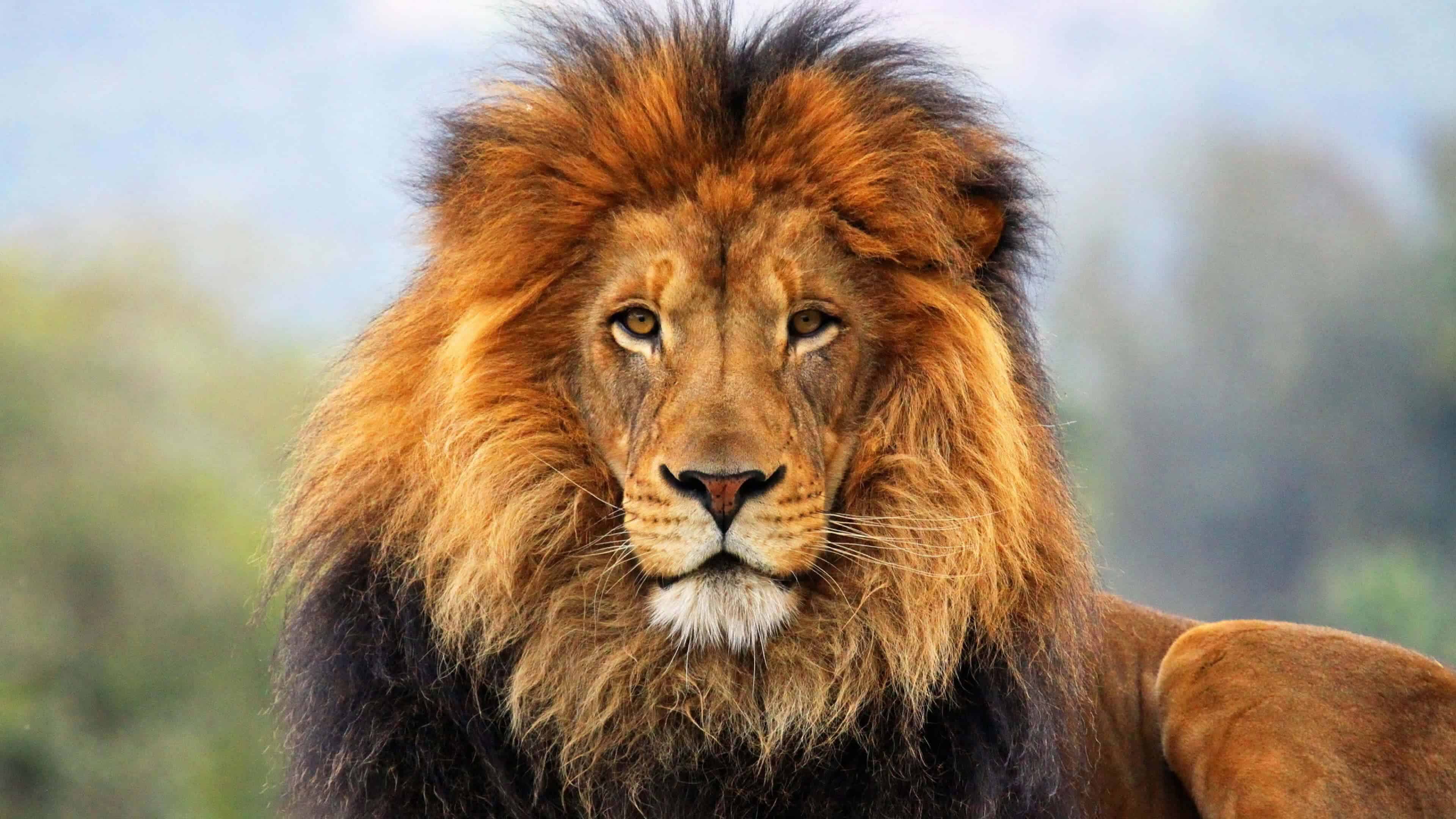 male-lion-big-cat-sanctuary-uhd-4k-wallpaper.jpg