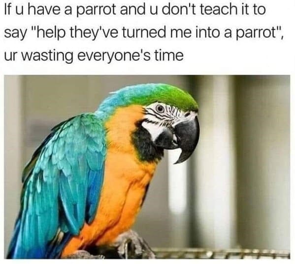 if-u-have-parrot-and-u-dont-teach-say-help-theyve-turned-into-parrot-ur-wasting-everyones-time.jpg