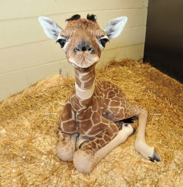 this-is-a-baby-giraffe-giraffes-are-the-tallest-mammals-on-v0-mvv5bpf4uh591.jpg