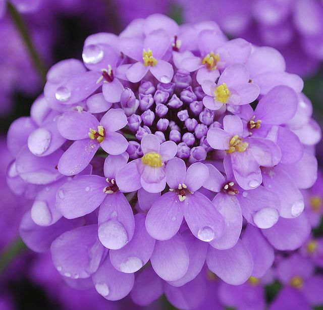 30eecf0f5dc114f1851f8eda76c481c8--pictures-of-flowers-purple-flowers.jpg