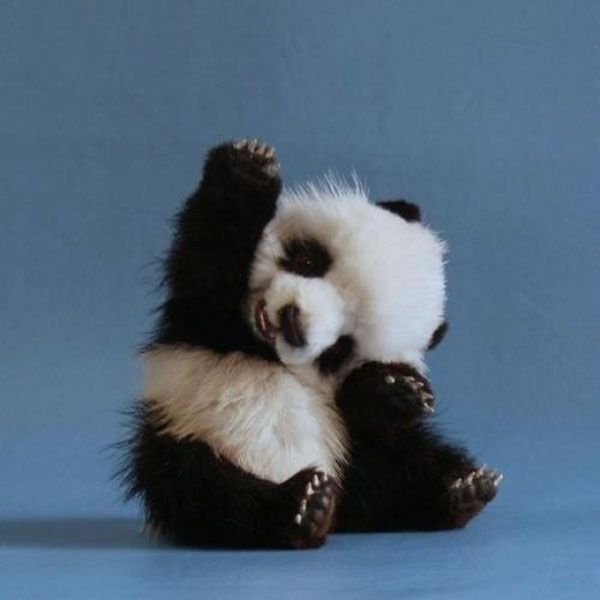 6c5c8464952856d6b4fdd5099fcf5cca--baby-panda-bears-panda-babies.jpg