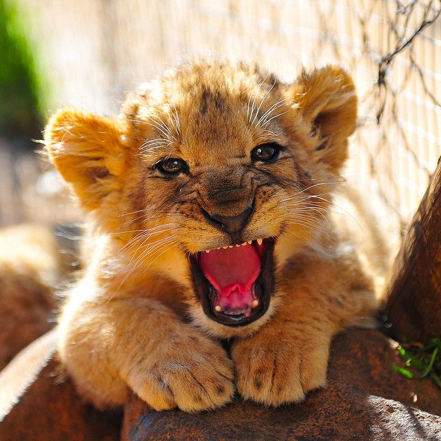 7503af0a3335d83a9ba57ea339d907ed--lions-photos-baby-lions.jpg