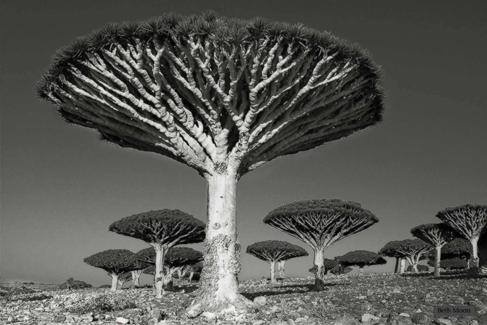 Standing Among the World's Oldest Trees Photos - ABC News
