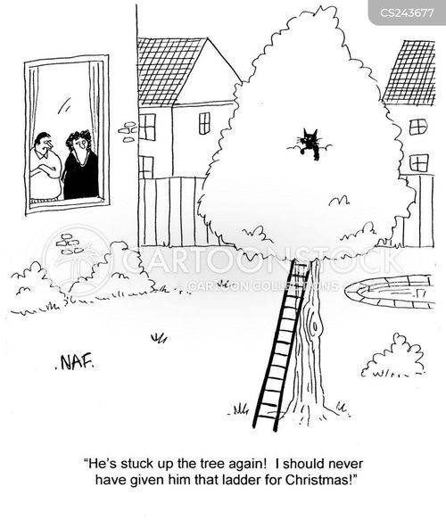 animals-cat-tree-cats_trees-stuck-stuck_in_tree-amc0624_low.jpg
