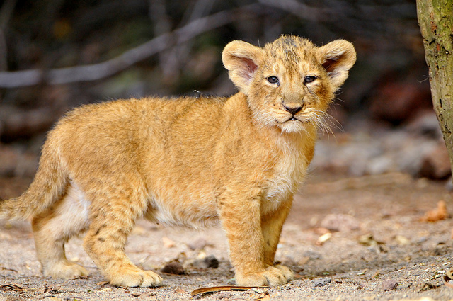 lion-cub-by-tambako.jpg
