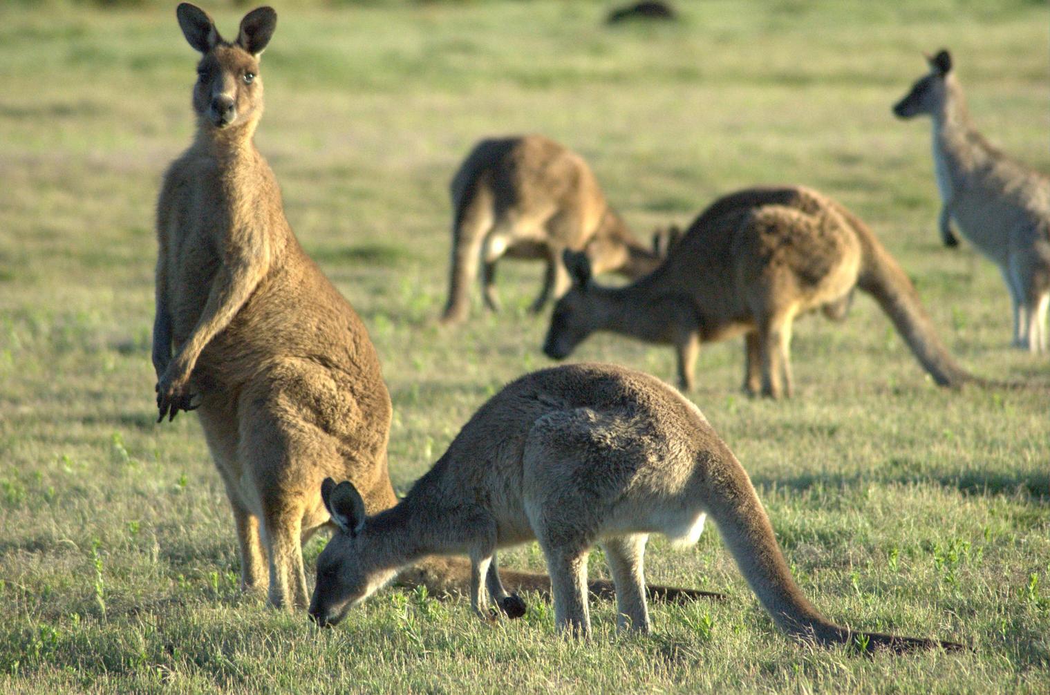 forrester-kangaroo-mob.jpg