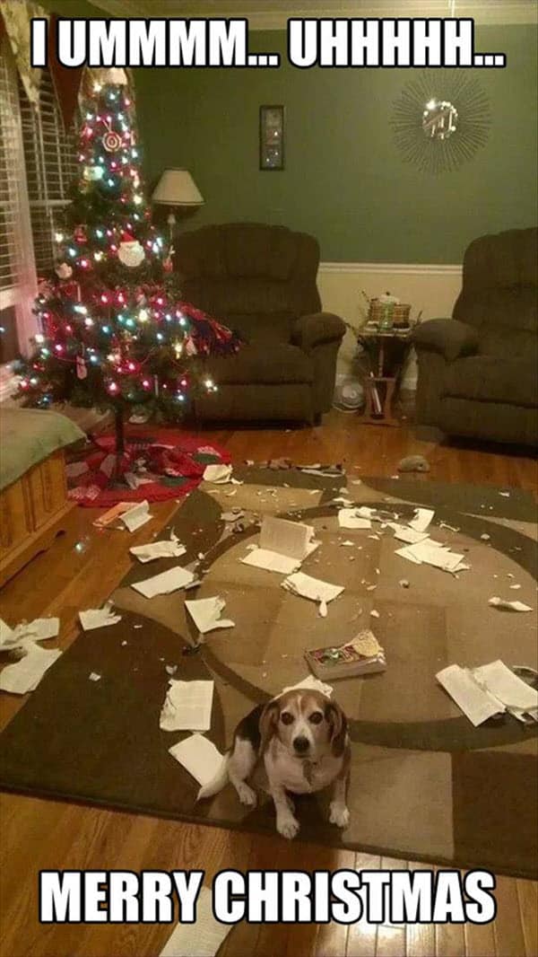 funny-merry-christmas-disaster-dog-memes.jpg