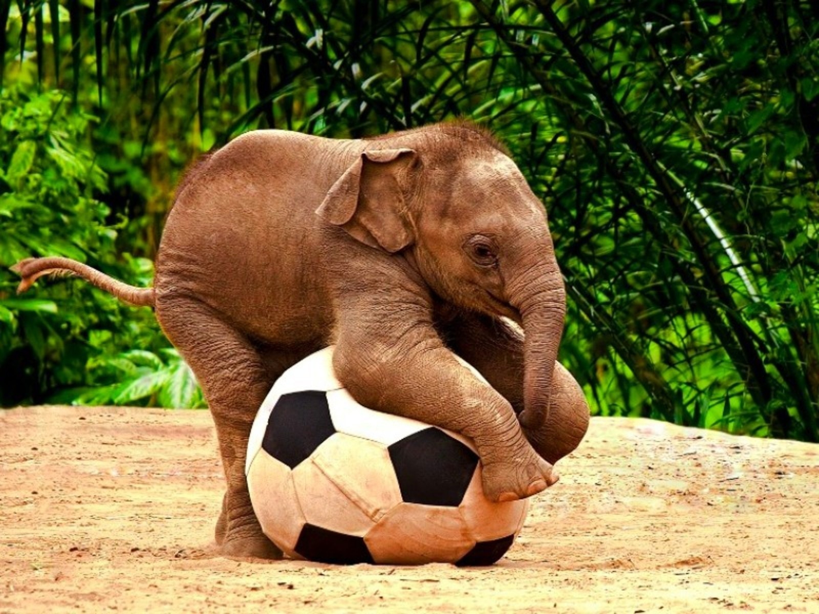 Baby-Elephant.jpg
