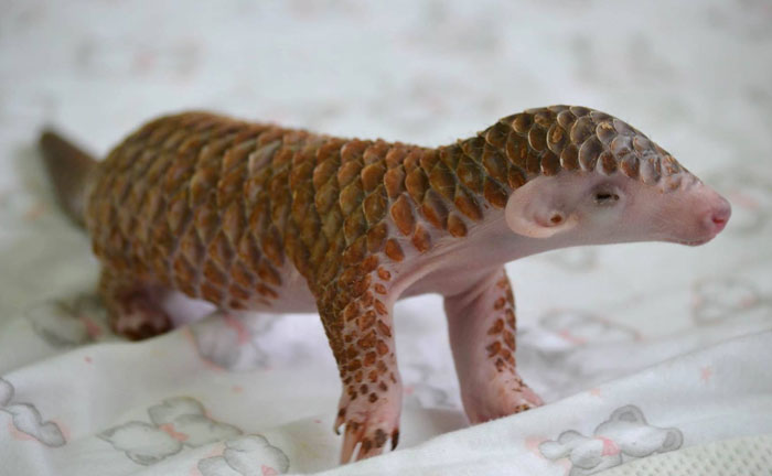 baby-pangolin-facts-10-580f4c5a40e88__700.jpg