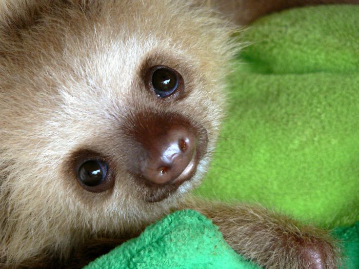 cute-sloths-57f269ff8efee__700.jpg