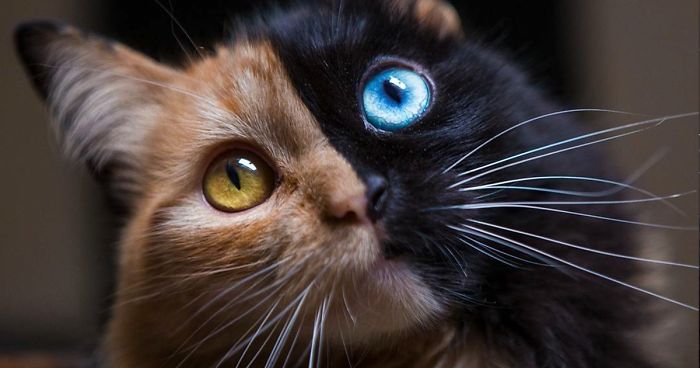 chimera-cat-split-face-different-eyes-gataquimera-fb__700-png.jpg