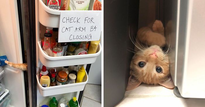 Meet Carrot, The Cat That's Gone Viral For Giving His Owners Anxiety |  Bored Panda