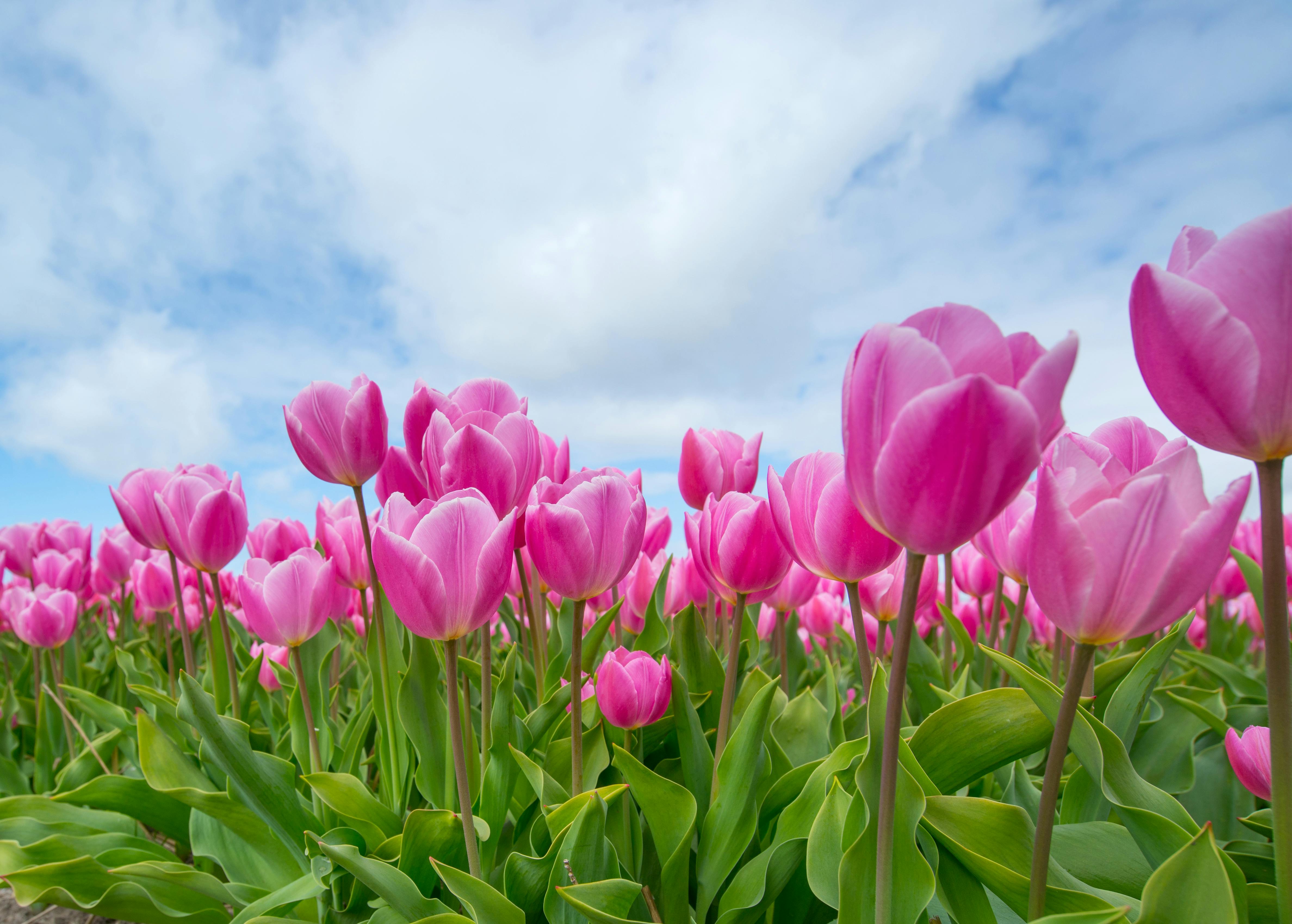 pink-tulip-bulb-field-594413.jpeg