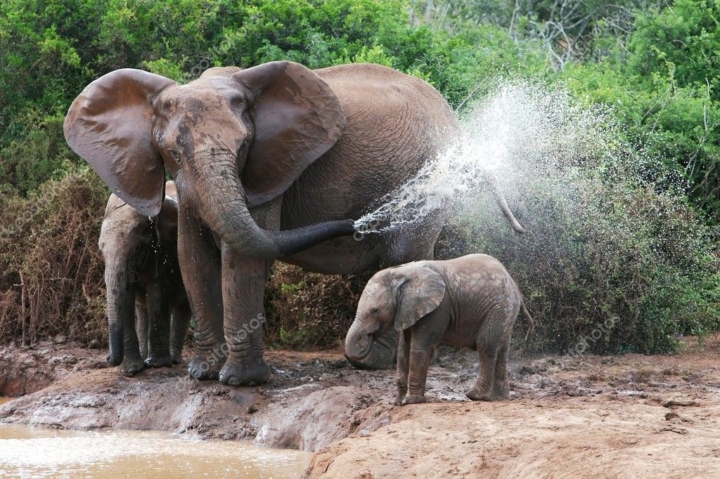 depositphotos_2414947-stock-photo-elephant-spraying-water.jpg
