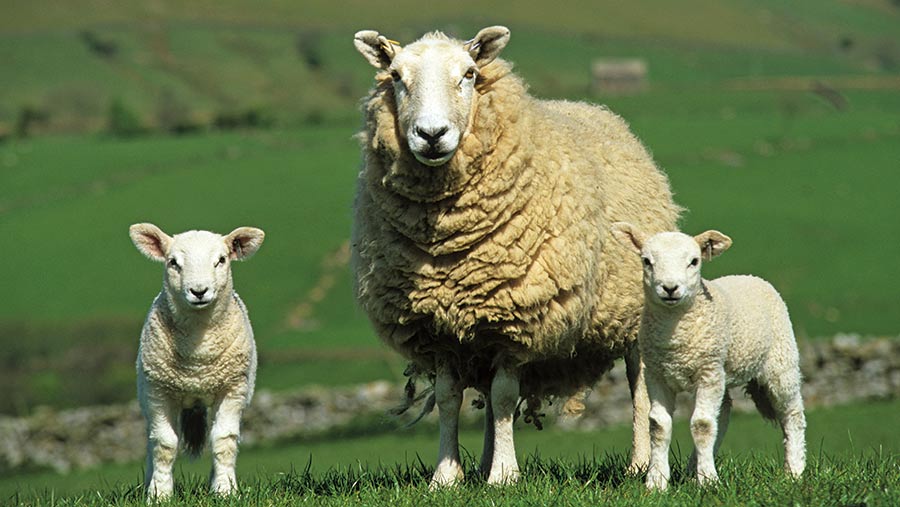 MAIN-ewe-with-lambs-at-foot_5306761a-c-Wayne-Hutchinson_Flpa_imageBROKER_Shutterstock.jpg