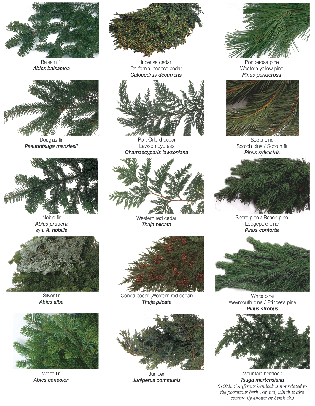types-of-evergreens.jpg