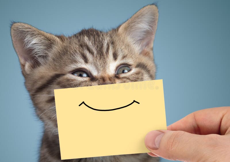 happy-cat-closeup-portrait-funny-smile-cardboard-young-blue-background-102078702.jpg