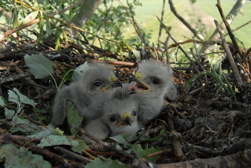 young-white-tailed-eagle-chicks-nest-beautiful-165219183.jpg