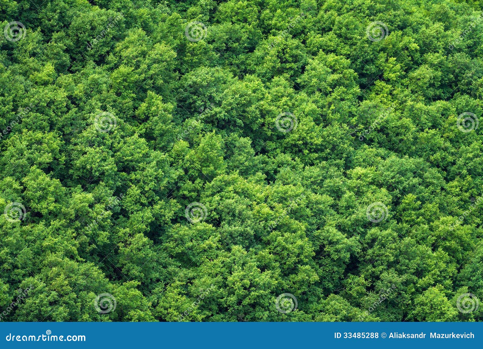green-trees-forest-background-beautiful-33485288.jpg
