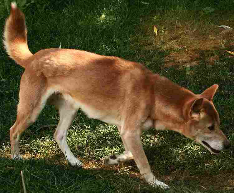 New_Guinea_Singing_Dog_on_trail-Cropped.jpg
