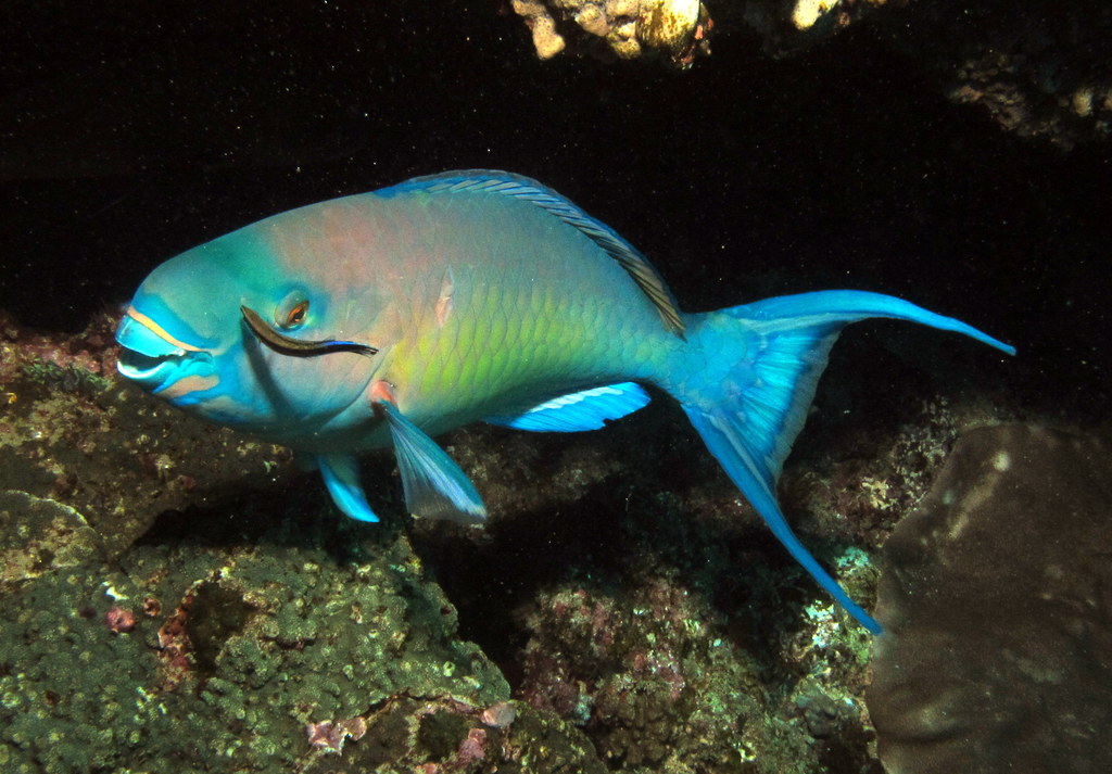 Ember_parrotfish%2C_Scarus_rubroviolaceus_-_terminal_phase_%286073675545%29.jpg