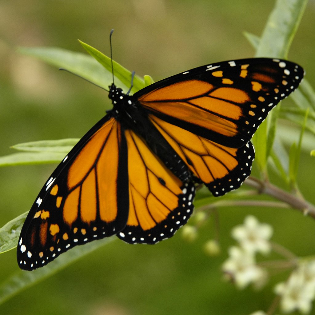 Monarch_Butterfly_17-03-2006_6-44-40_p.m..JPG